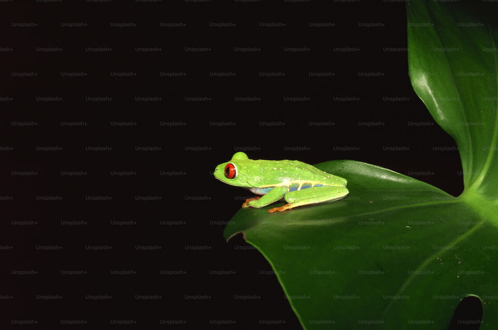 a green frog sitting on top of a green leaf