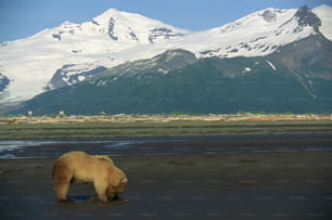 a brown bear standing on top of a wet beach