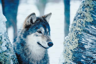 Un lobo parado junto a un árbol en la nieve