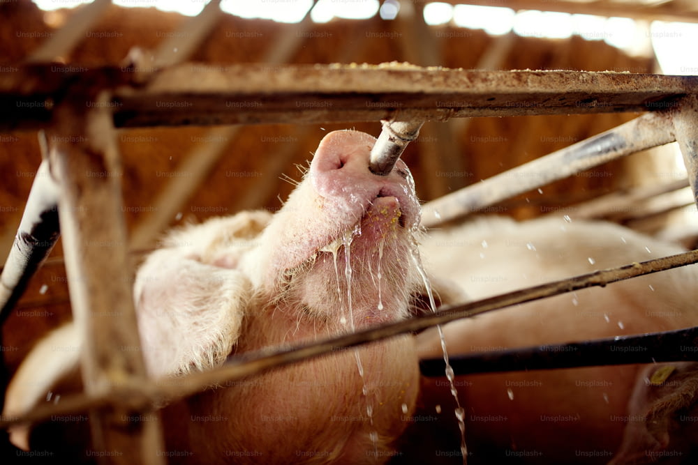 Cochon assoiffé buvant de l’eau à la ferme.