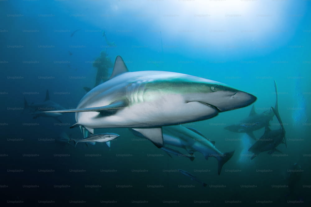 A Balcktip Shark in South Africa