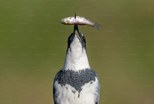 Um Kingfisher cintado na Flórida