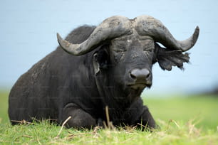 Búfalo macho grande