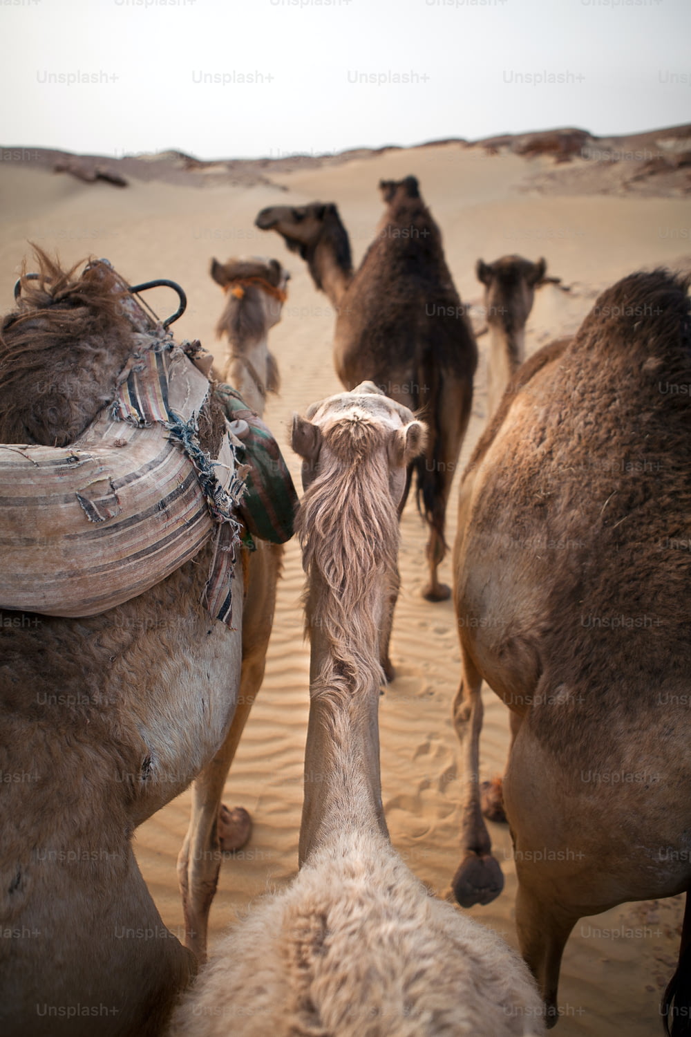 Camellos caminando por un desierto