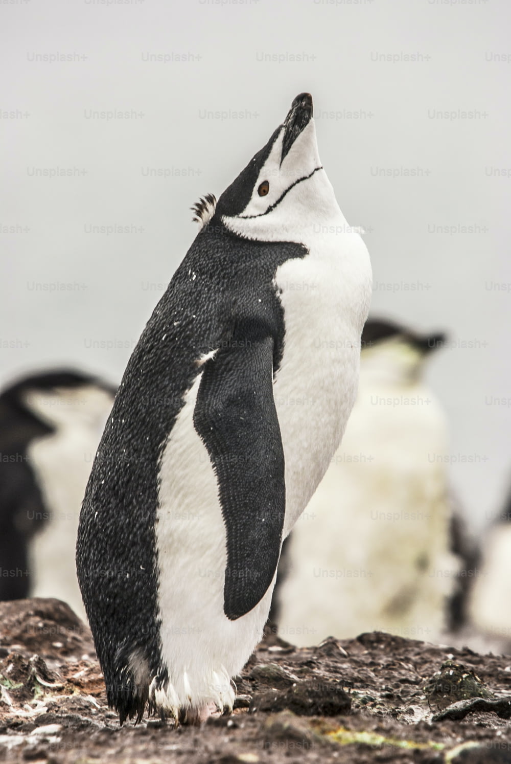 A Chinstrap penguin  in Antarctica,