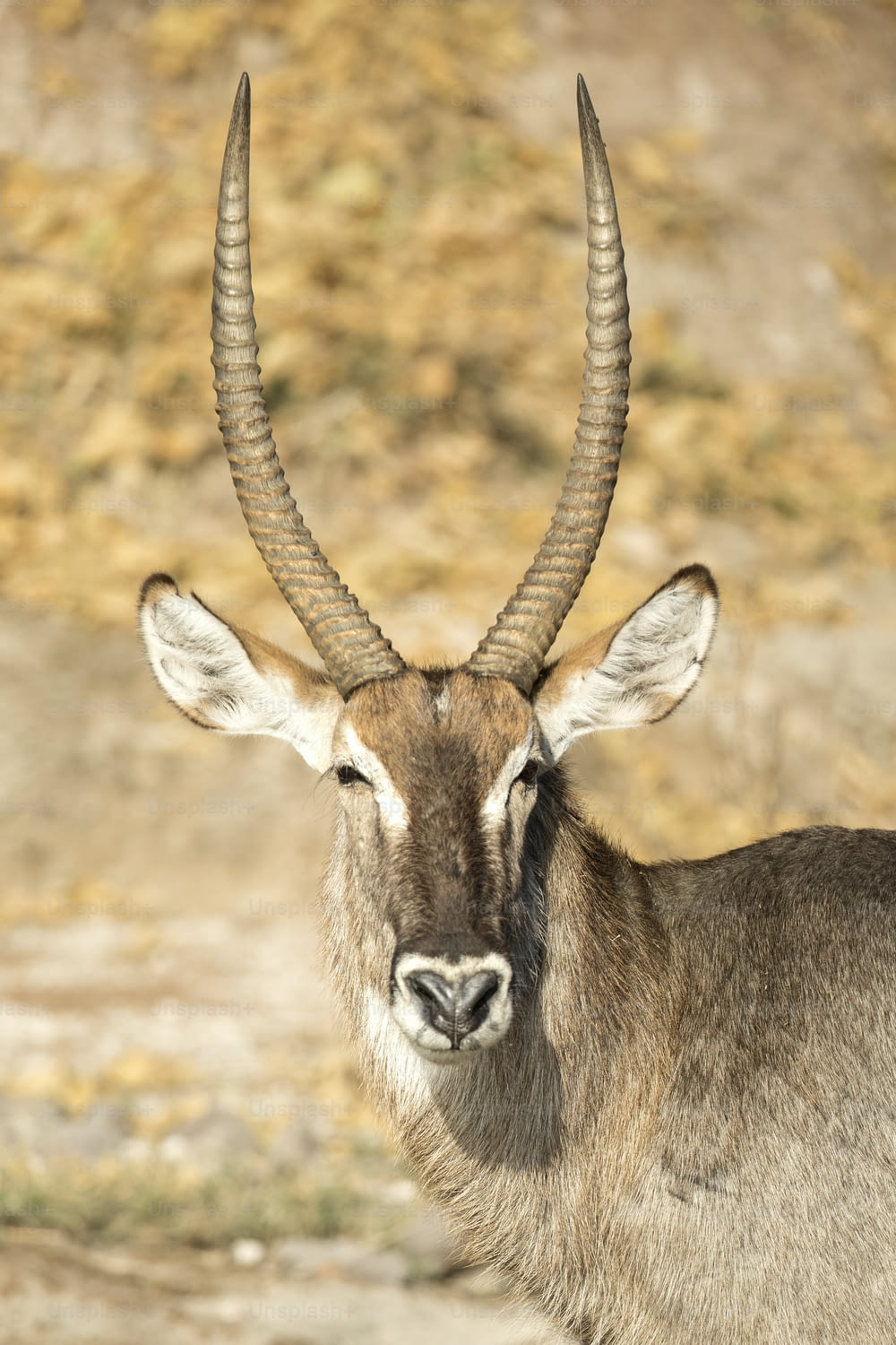 A waterbuck on the bank of the Chobe River, Botswana.