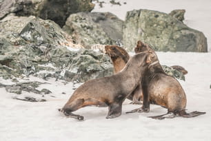 Otaries à fourrure en Antarctique