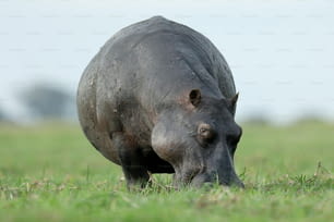 Alimentación de hipopótamos y garcillas bueyerasAlimentación de hipopótamos y garcillas bueyerasAlimentación de hipopótamos y garcillas bueyeras