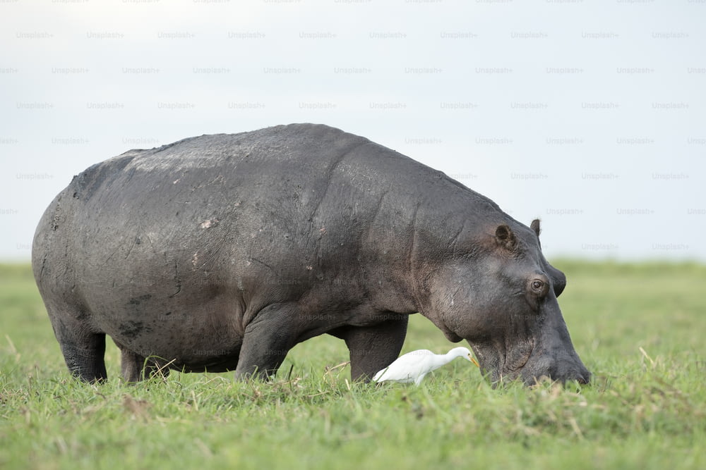 Alimentación de hipopótamos y garcillas bueyeras