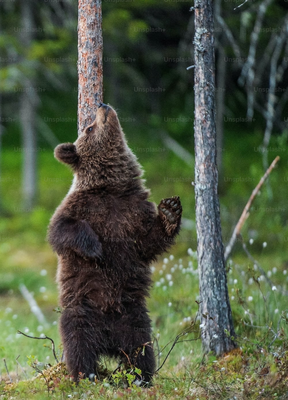 Brown bear cub stands on its hind legs by a tree in  summer forest. Scientific name: Ursus Arctos ( Brown Bear). Green natural background. Natural habitat, summer season.