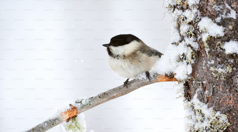 Willow tit under a heavy snowfall in a cold winter