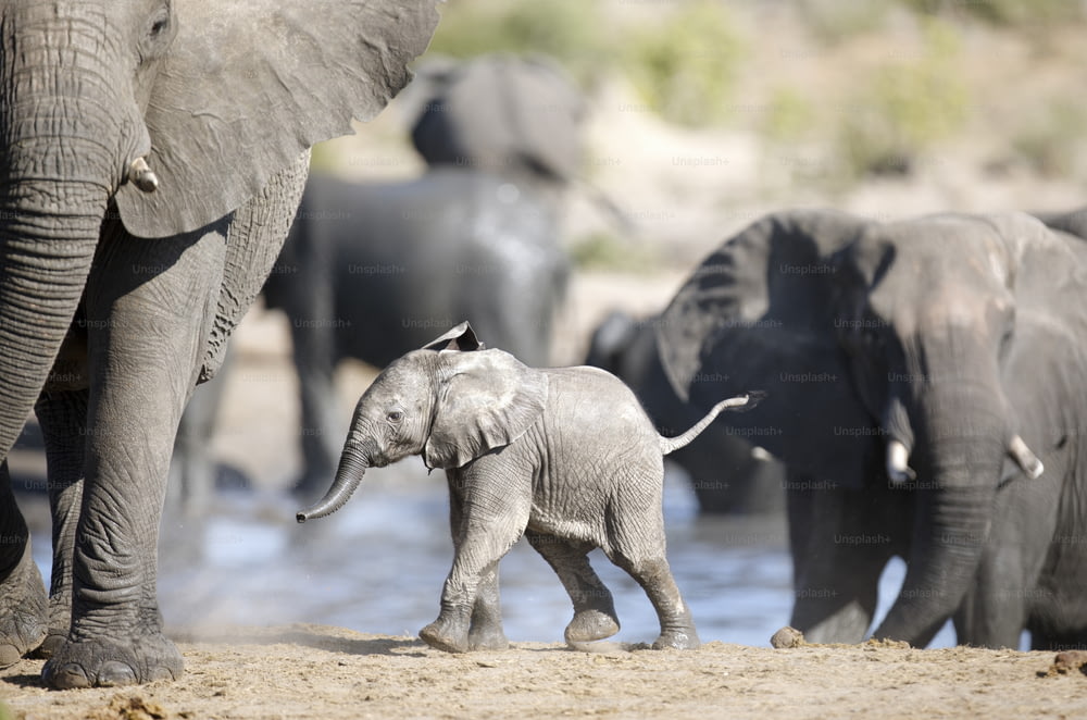 Elefantes socializando en un pozo de agua, Parque Nacional de Etosha, Namibia.