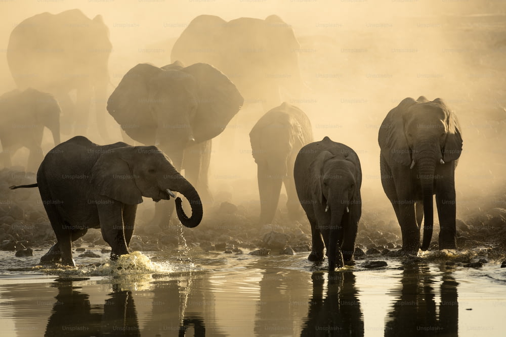 Elefantes no buraco de água de Okaukuejo ao pôr do sol com poeira amarela