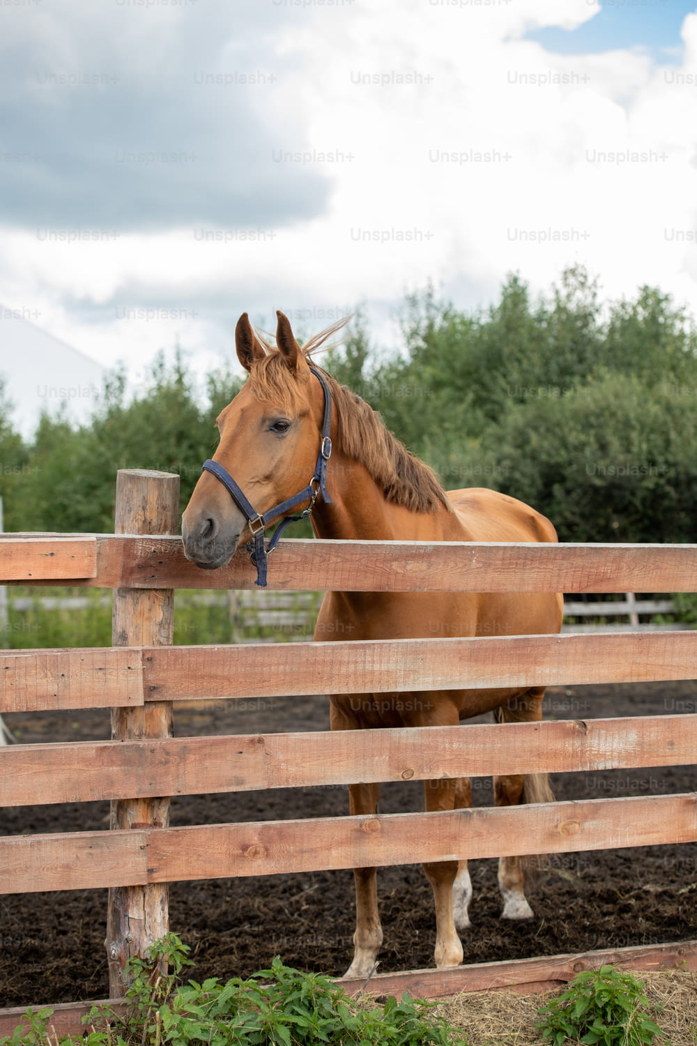 Jeune jument brune de race pure en bonne santé debout derrière une clôture en bois tout en se relaxant dans un environnement rural sous un ciel nuageux