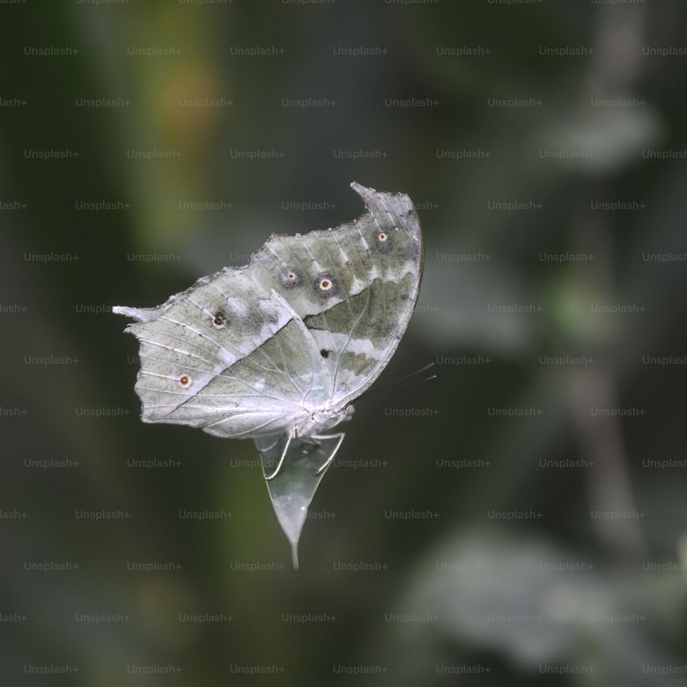 Imagem bonita do inseto da borboleta da mãe da pérola na folha