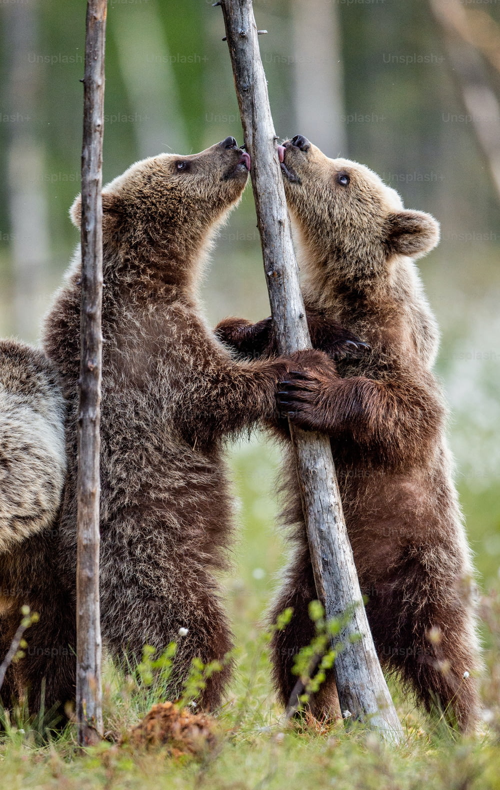 Brown bear cubs stands on its hind legs. Scientific name: Ursus Arctos ( Brown Bear). Green natural background. Natural habitat, summer season.