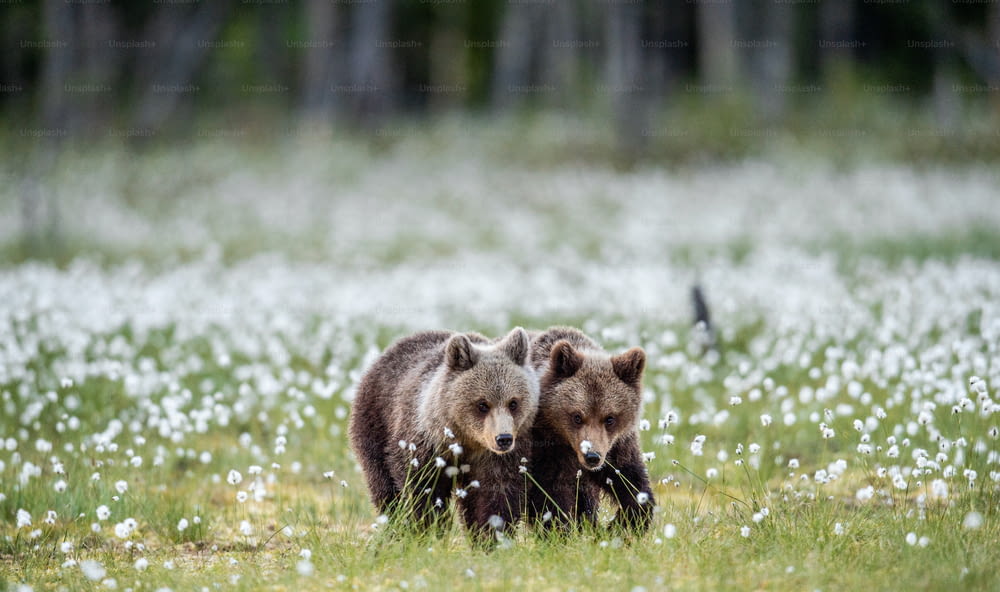 Des oursons bruns sur la tourbière parmi les fleurs blanches.   Nom scientifique : Ursus arctos.