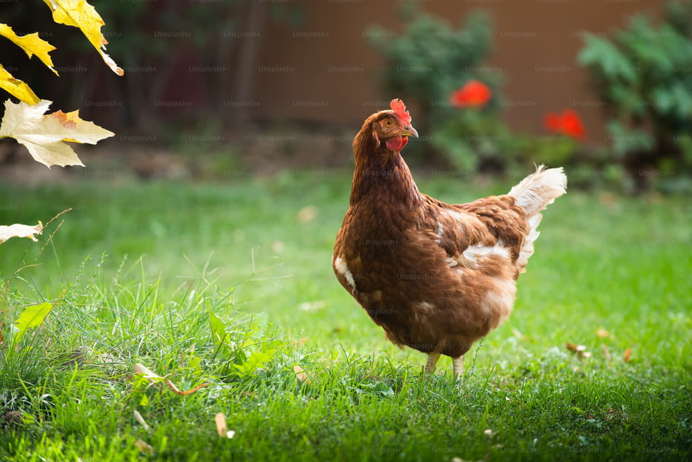 Uma galinha caipira à procura de comida em um campo gramado.