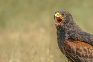 Portrait of a screaming Harris Hawk (Parabuteo unicinctus). Noord Brabant in the Netherlands. Background with writing space