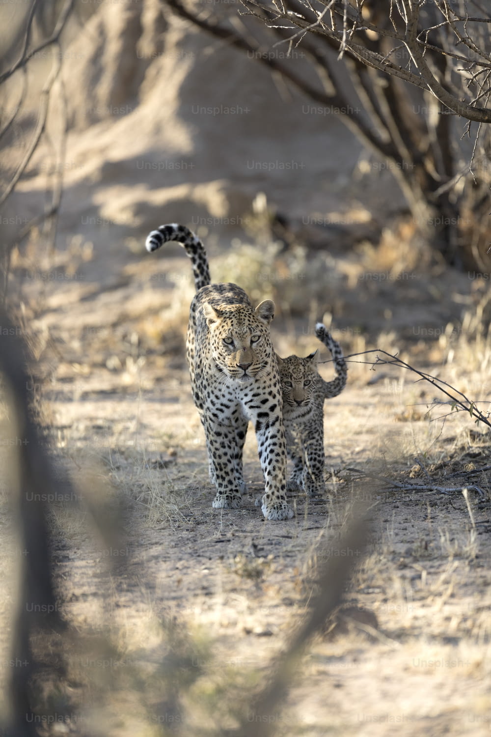 Madre e il suo cucciolo di leopardo che camminano nel parco nazionale di Etosha, Namibia.