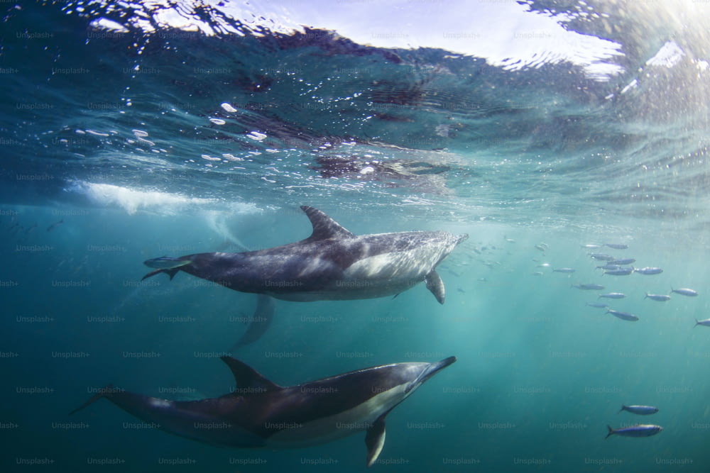 Un couple de dauphins communs à Sardine Run en Afrique du Sud.