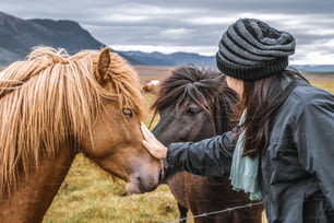 Cavalo islandês no campo da paisagem da natureza cênica da Islândia. O cavalo islandês é uma raça de cavalo desenvolvida localmente na Islândia, já que a lei islandesa impede que os cavalos sejam importados.