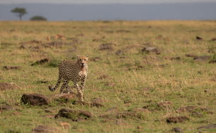 A cheetah in the Mara, Africa