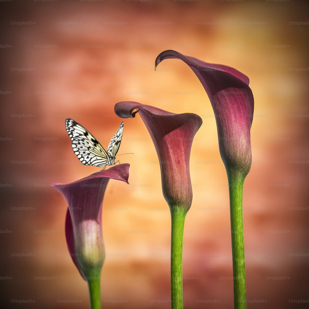 Farfalla su Splendida macro immagine ravvicinata di colorato vibrante fiore di calla