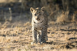 Cachorro de leopardo joven en el Parque Nacional de Etosha, Namibia.