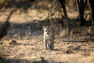 Leoprad Jungtier wandert alleine durch den Etosha Nationalpark.