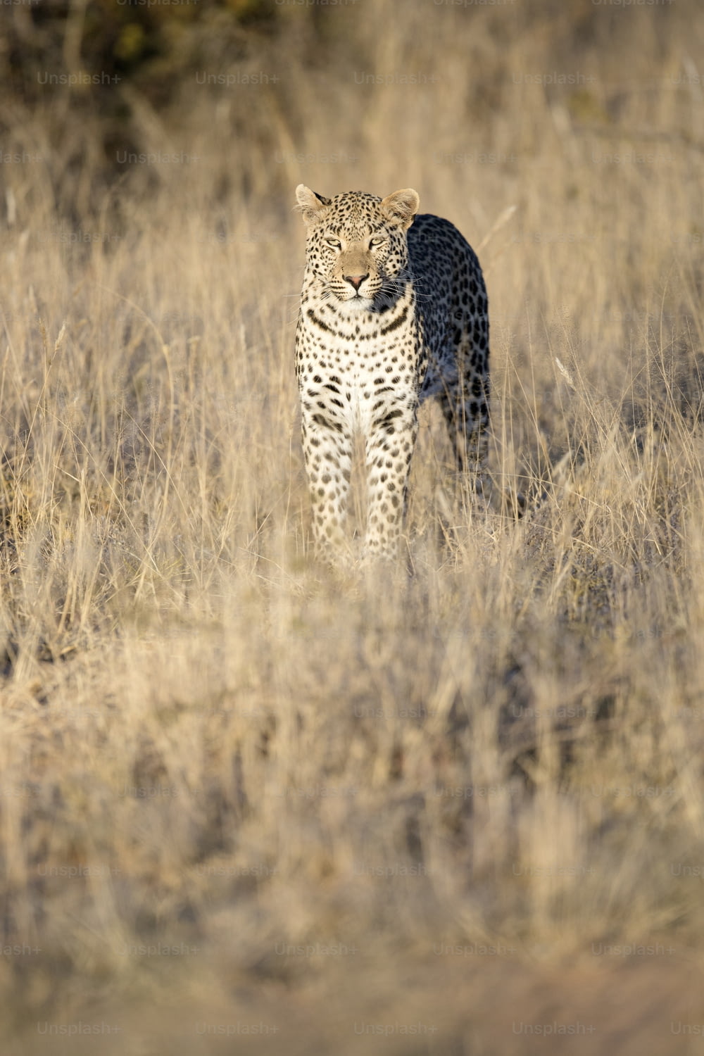 Leopardo nell'erba del Parco Nazionale di Etosha, Namibia.