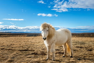Cavalo islandês. cavalo branco.