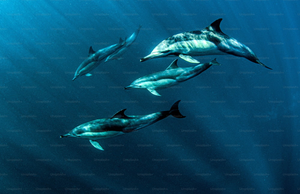 A school of dolphins in South Africa