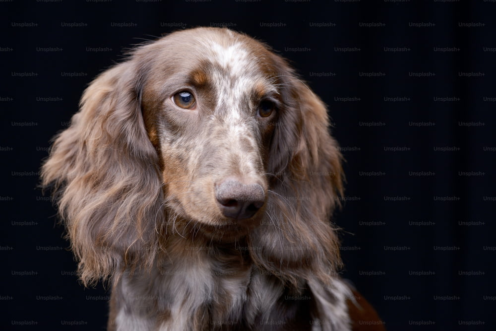Retrato de um filhote de cachorro bonito de Dachshund - foto de estúdio, isolado no preto.