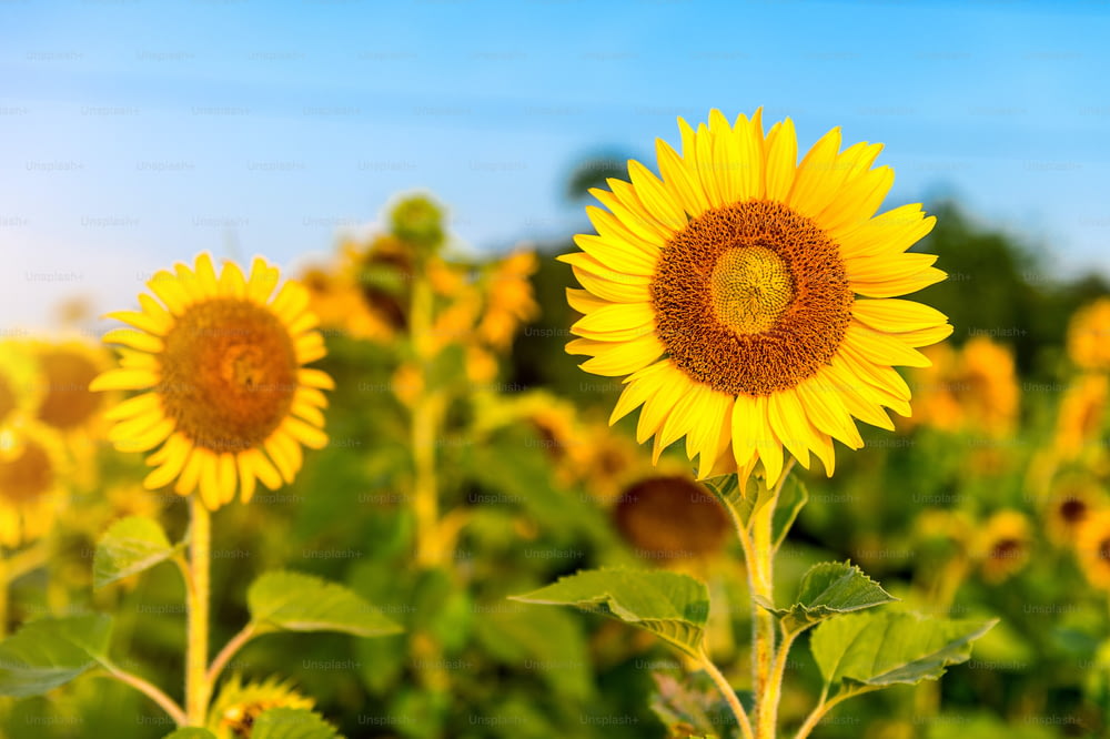 Sonnenblume natürlicher Hintergrund, Sonnenblume blüht im Frühling.