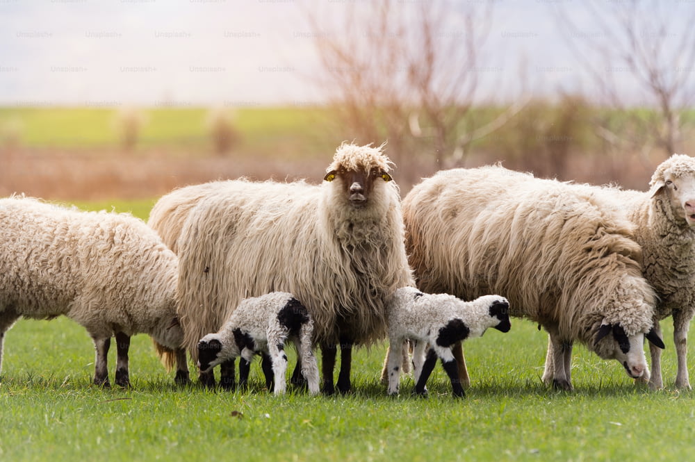 Troupeau de moutons au pâturage - prairie au printemps