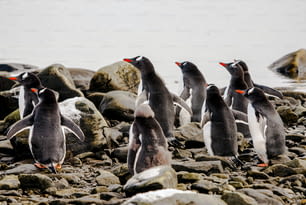 A Colony of Gentoo Penguin in Antarctica