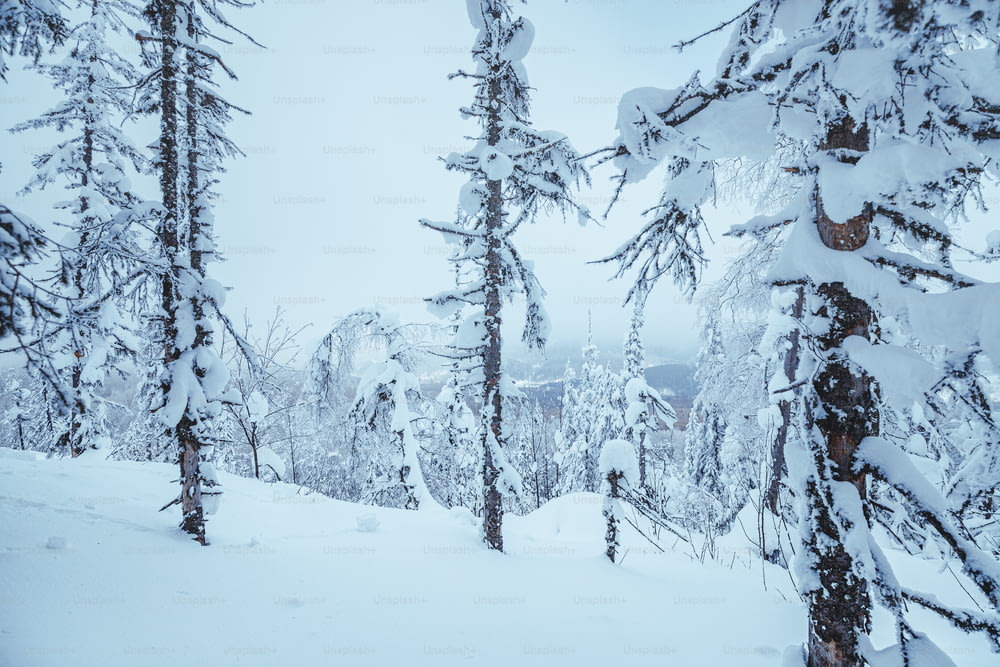 Bosque invernal cubierto de nieve después de una tormenta de nieve nocturna. Concepto de tiempo y cambio climático