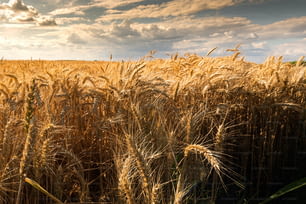 Beautiful nature background with close up of Ears of ripe wheat on Cereal field