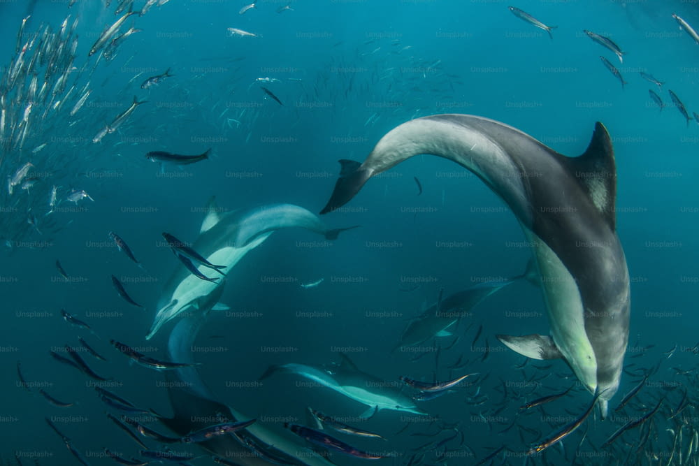 Dolphin attack in sardine run in south Africa