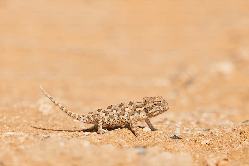 Little Namaqua chameleon walking on the sand of Dorob National Park in Namibia