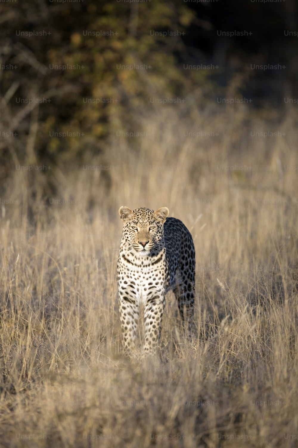Leopardo caminando en la hierba