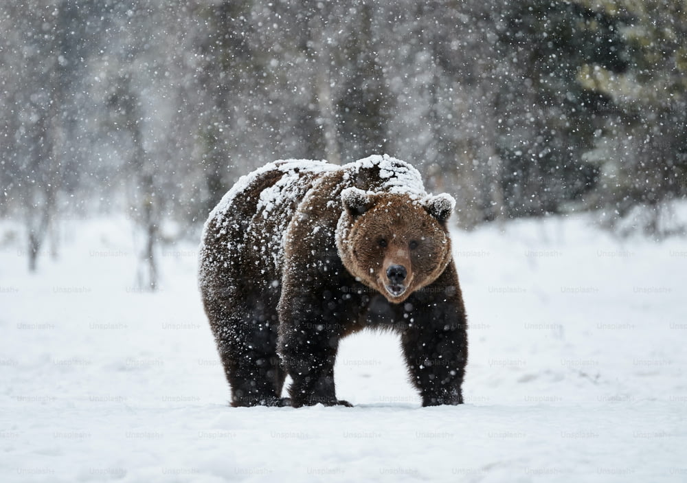 フィンランドの雪の中を大雪の中を下りながら歩く美しいヒグマ