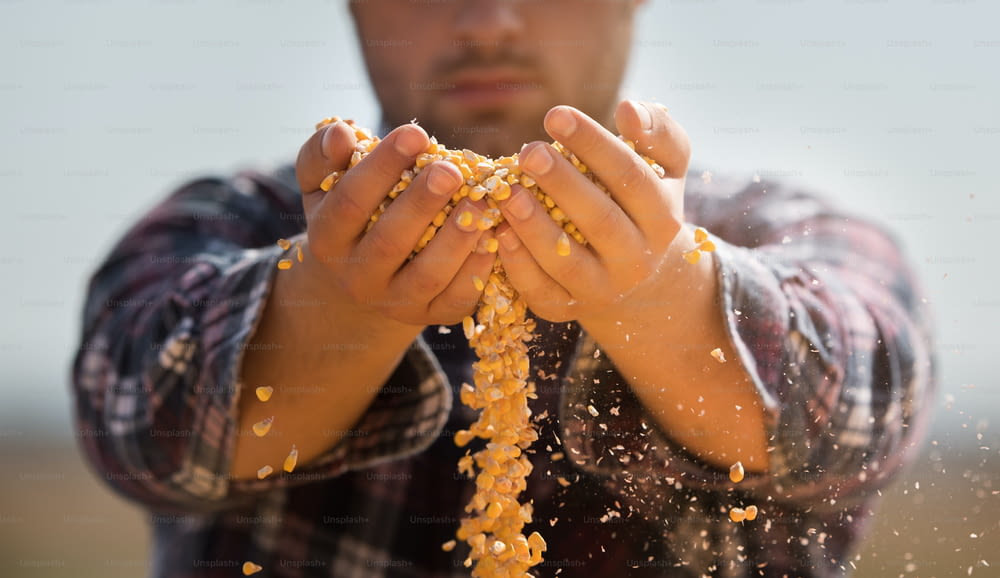 Agriculteur tenant des grains de maïs dans ses mains