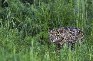 Jaguar accroupi. Jaguar marchant dans la forêt. Fond naturel vert. Vue latérale. Panthera onca. Habitat naturel. Rivière Cuiaba, Brésil