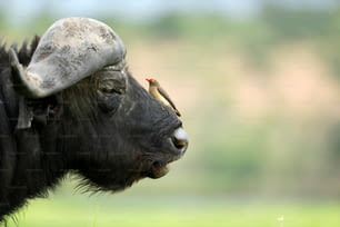 Picoteo de buey de pico rojo en un búfalo