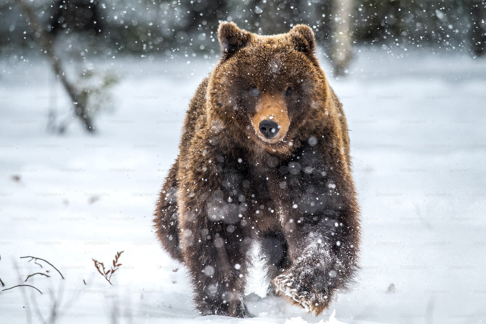 Oso pardo corriendo sobre la nieve en el bosque invernal. Vista frontal. Nevada. Nombre científico: Ursus arctos. Hábitat natural. Temporada de invierno.