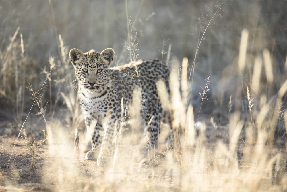 Un joven cachorro de leopardo explorando a la luz de la mañana
