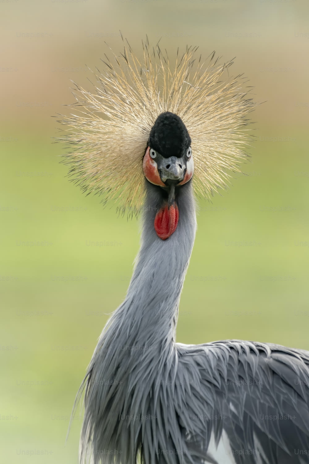 Retrato de um belo guindaste coroado preto, ou Grou de crista preta (Balearica pavonina) perfil de close-up. Pássaro nacional da Nigéria. Fundo verde.