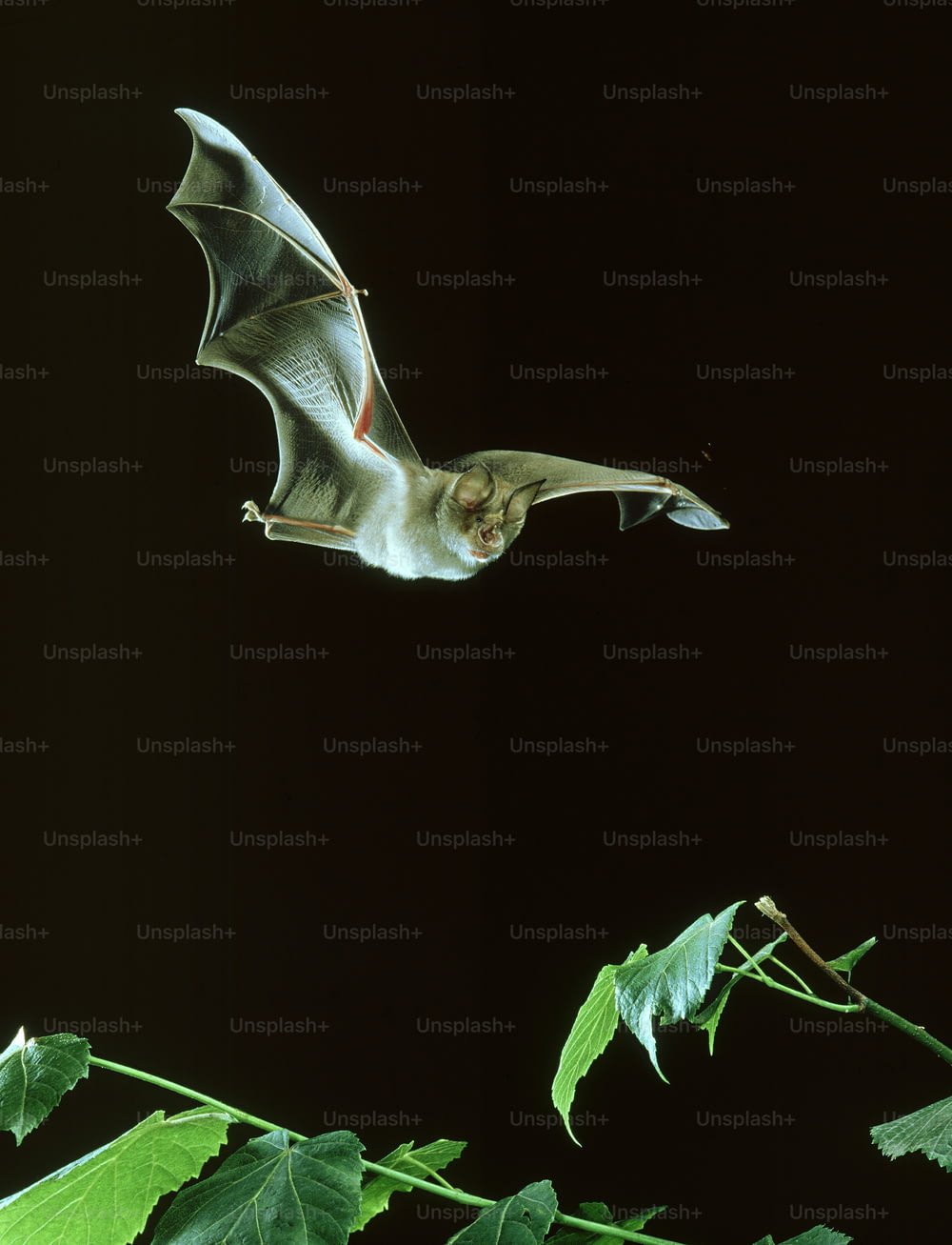 a bat flying in the air over a leafy branch